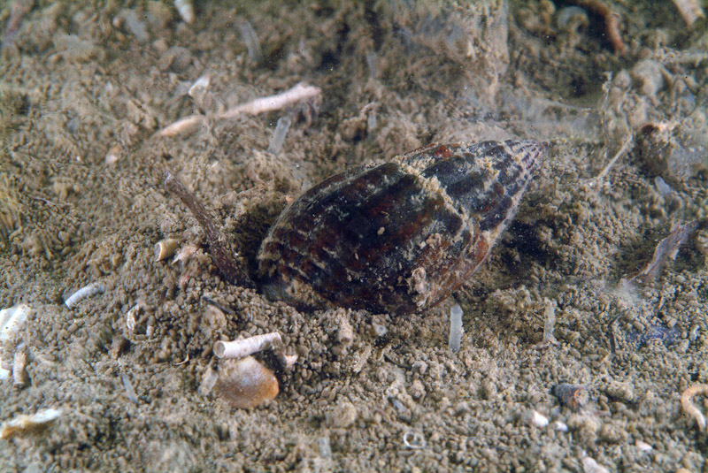Nassarius nitidus